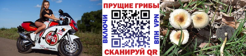 Псилоцибиновые грибы GOLDEN TEACHER  наркота  Спас-Деменск 